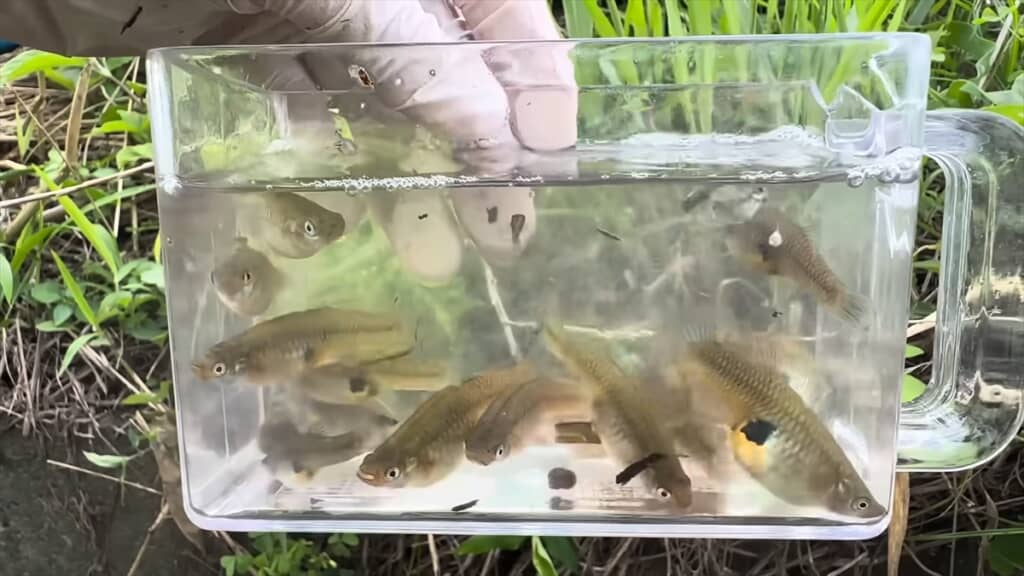 外来種の巣窟になった用水路でガサガサ捕獲