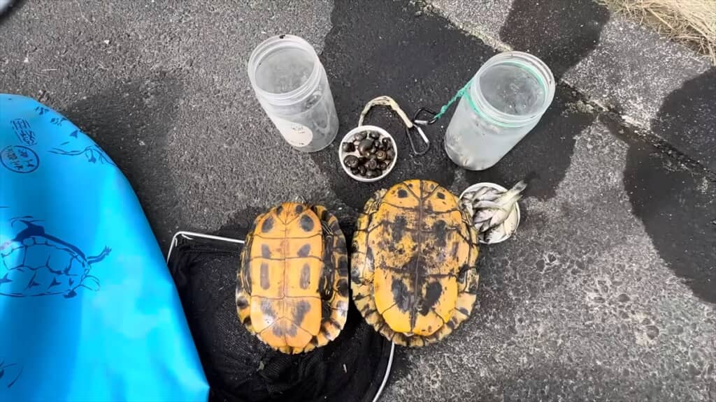 外来種の巣窟になった用水路でガサガサ捕獲