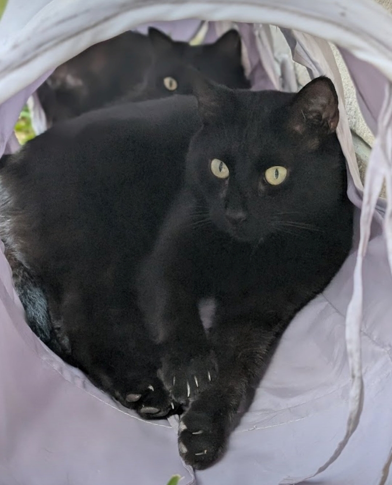 トンネルにいる2匹