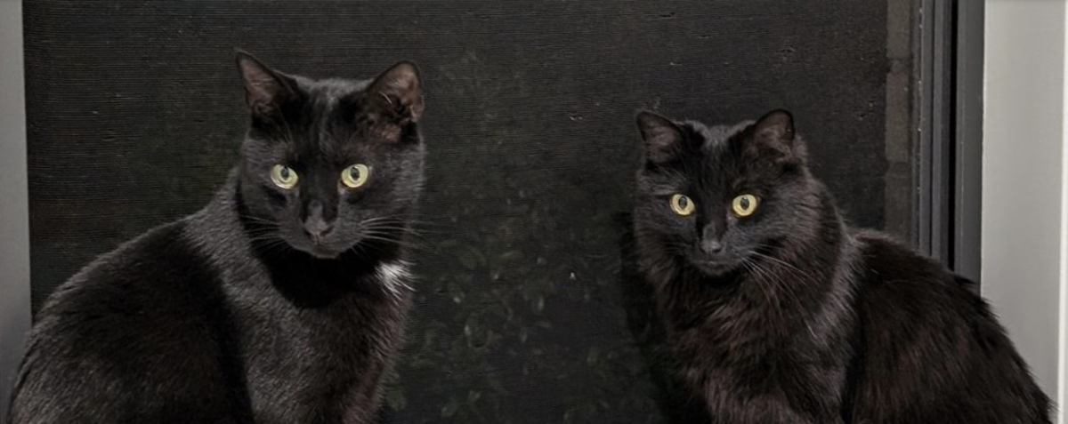 黒猫 ページ‍ 瓜二つな2匹の黒猫→しっぽだけは…… 「えっ！？」まさかの“個性”に驚き