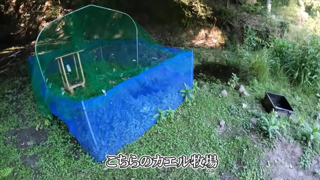自宅にカエル牧場を作った結果