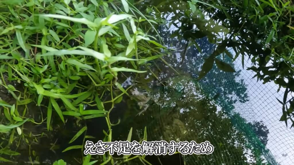 自宅にカエル牧場を作った結果