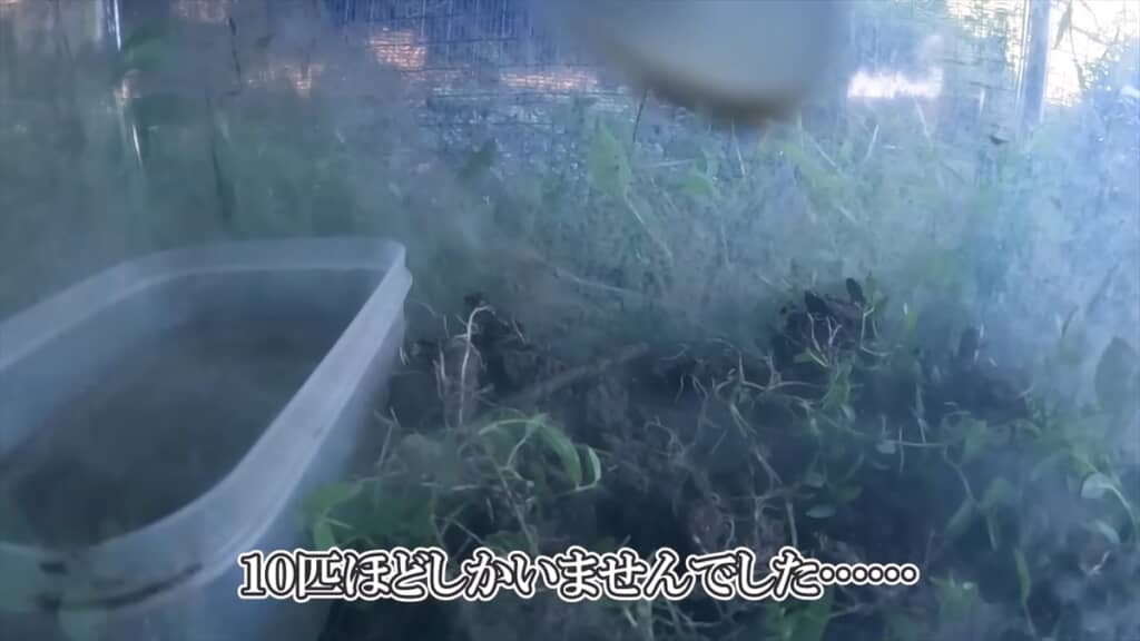 自宅にカエル牧場を作った結果