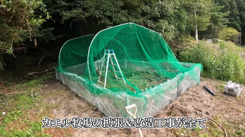 自宅にカエル牧場を作った結果