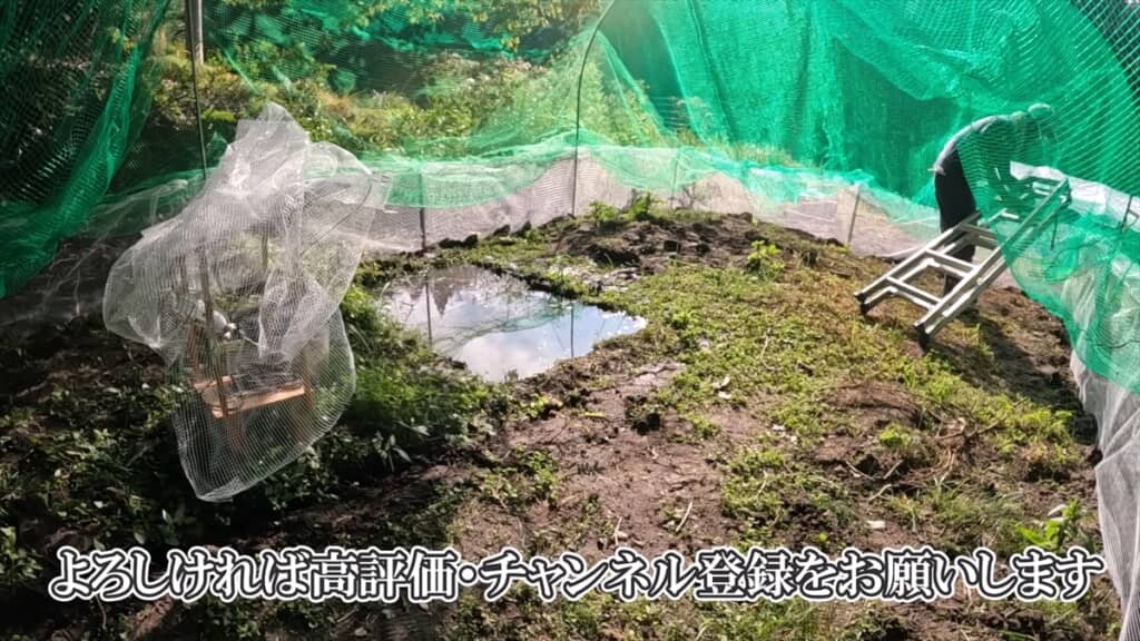 自宅にカエル牧場を作った結果