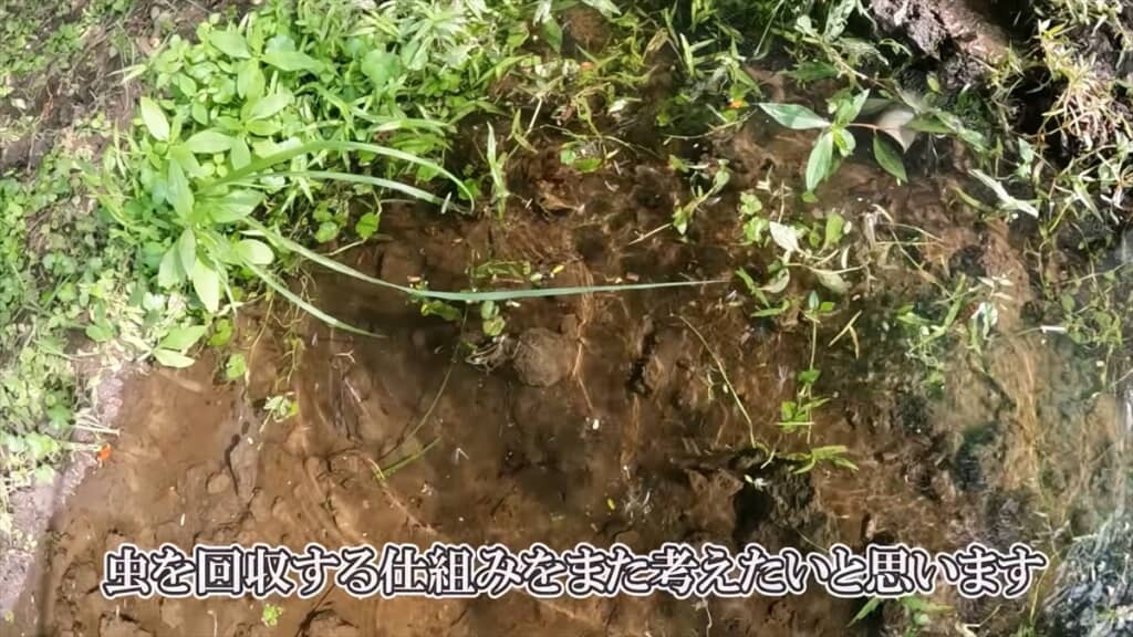 自宅にカエル牧場を作った結果