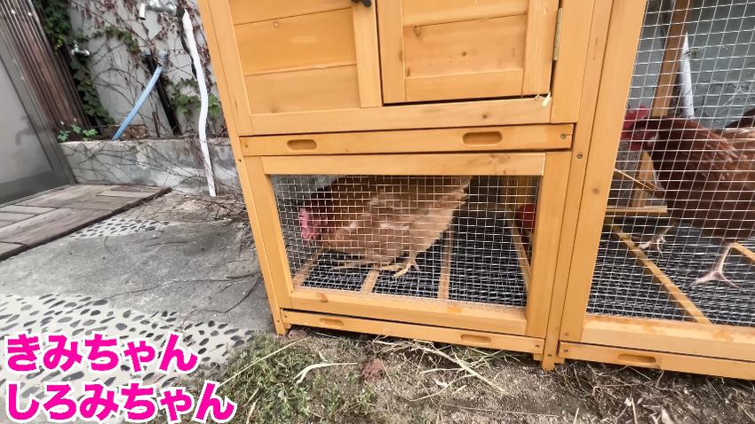 小屋の下にある空間へ入り込んだニワトリ