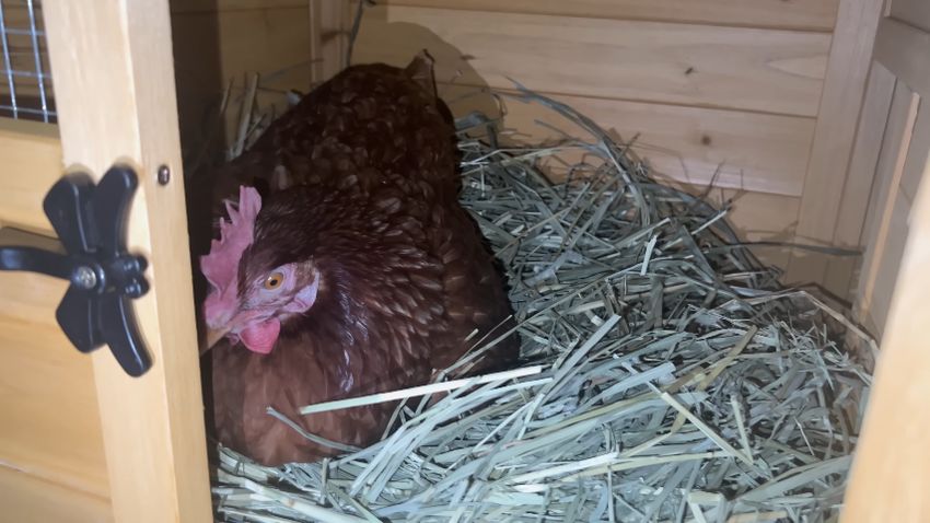 小屋内部で休んでいるニワトリ