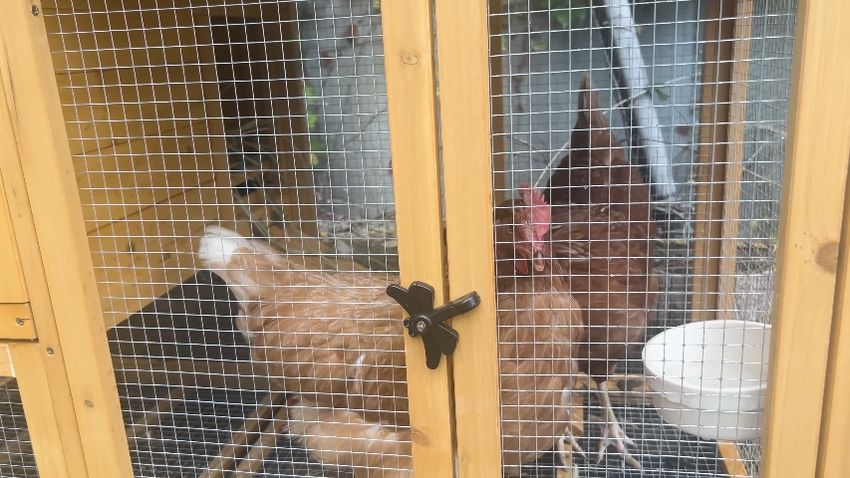 ワイヤーメッシュ越しにこちらの見ている2羽のニワトリ