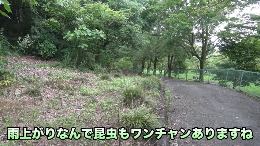 雨上がりの公園を探索