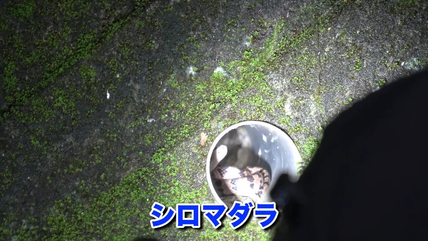 水抜き穴内部に隠れていたシロマダラ