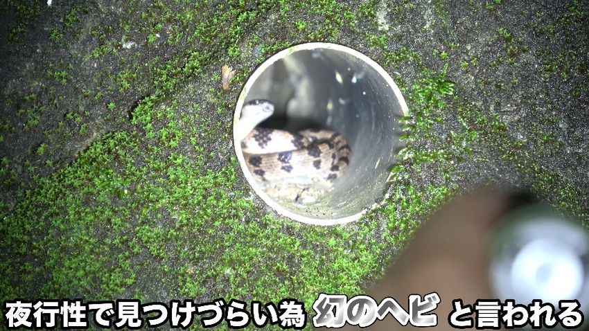 顔をカメラ側に向けている水抜き穴内のシロマダラ