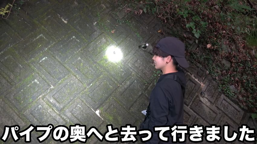 パイプの奥へと去っていくシロマダラを見送る