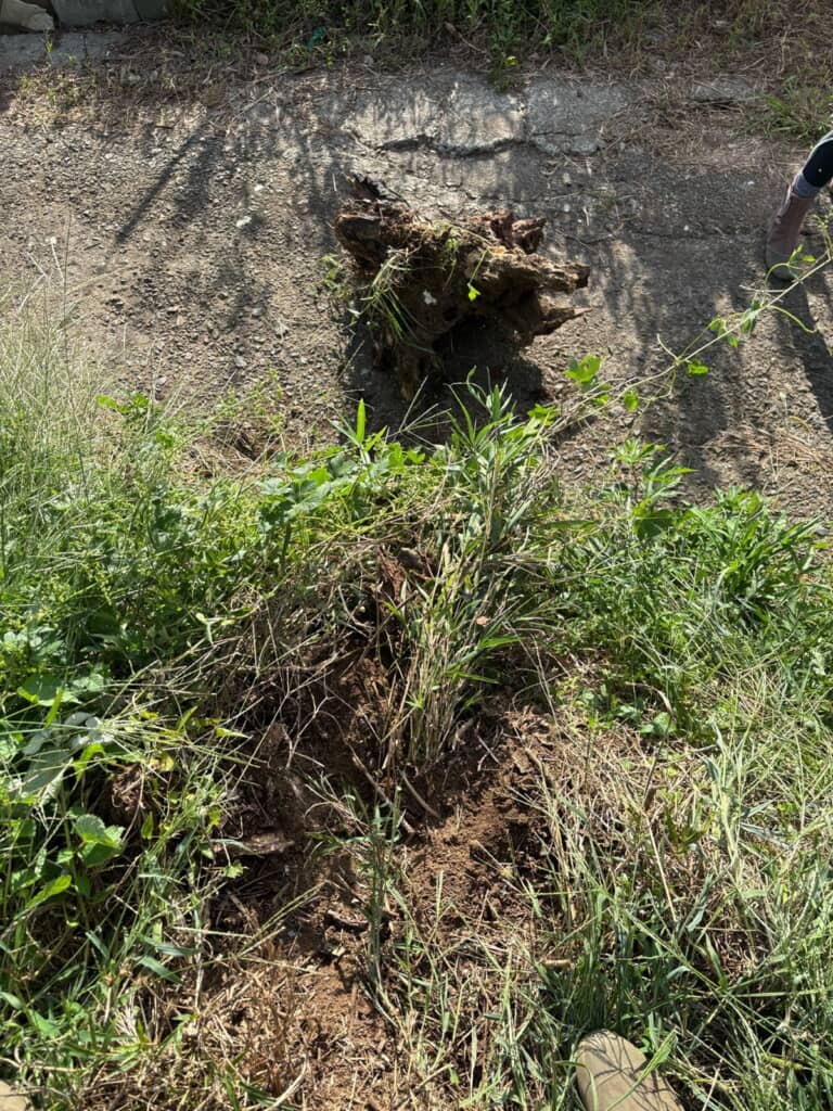 道路上に転がっている巨大な切り株の写真