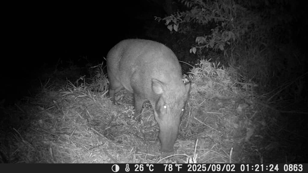 監視カメラに映っていたイノシシの姿