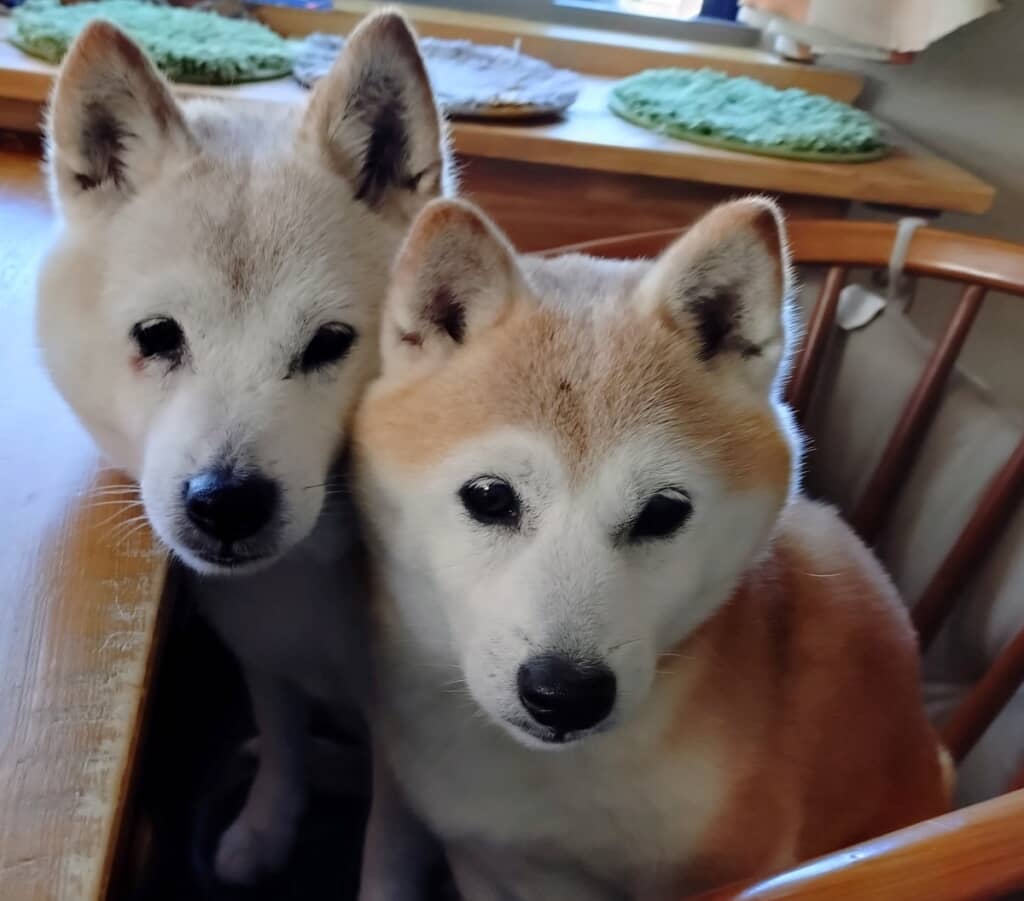 飼い主さんの遅いお昼ご飯を見守ります