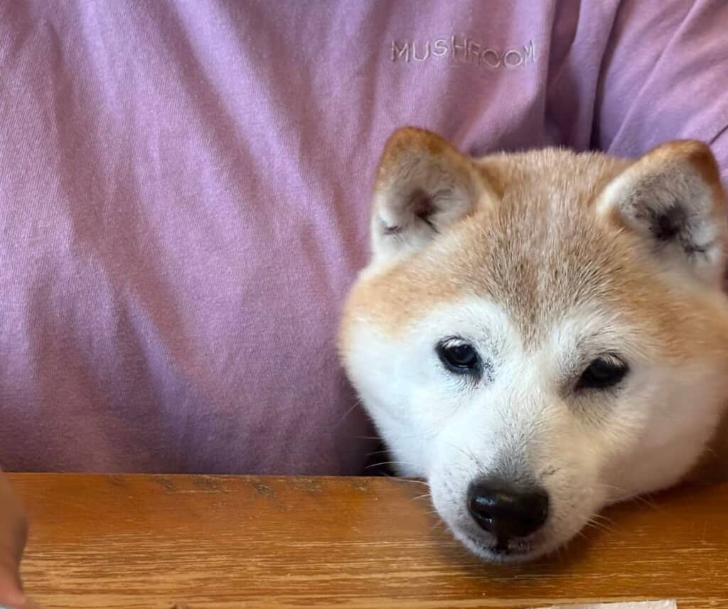 栗剥きの作業も見守ります