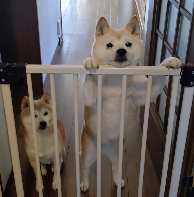 元気な双子のあんずちゃんとかりんちゃん