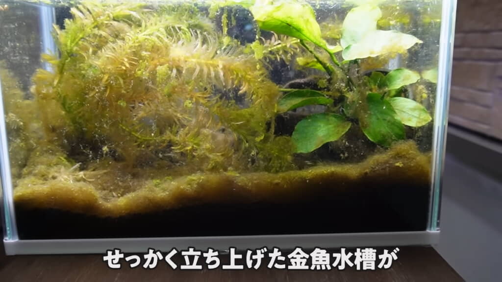 腐海のようになってしまった水槽