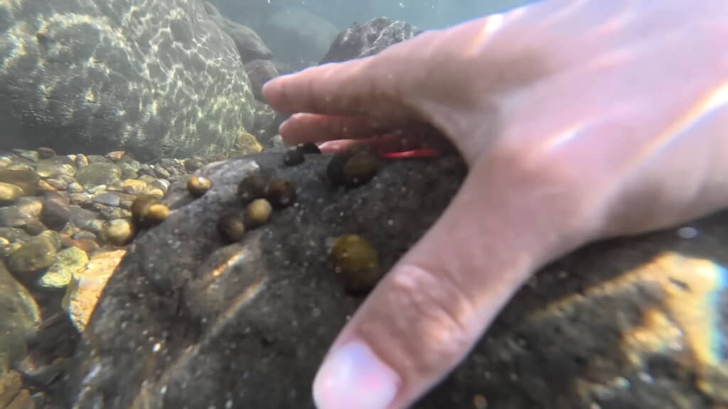 つかみ獲り状態の石巻貝