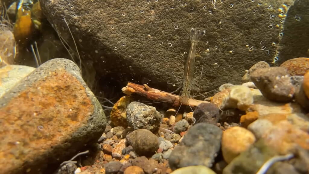 川の中にはたくさんのエビが