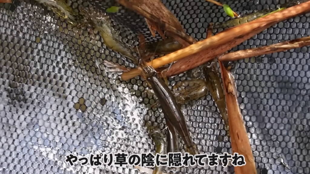 ヤマトヌマエビをゲット！