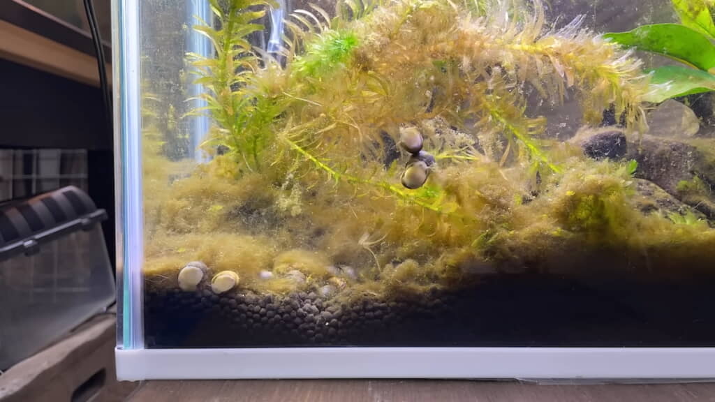 ガラスにこびり付いたコケを食べる石巻貝