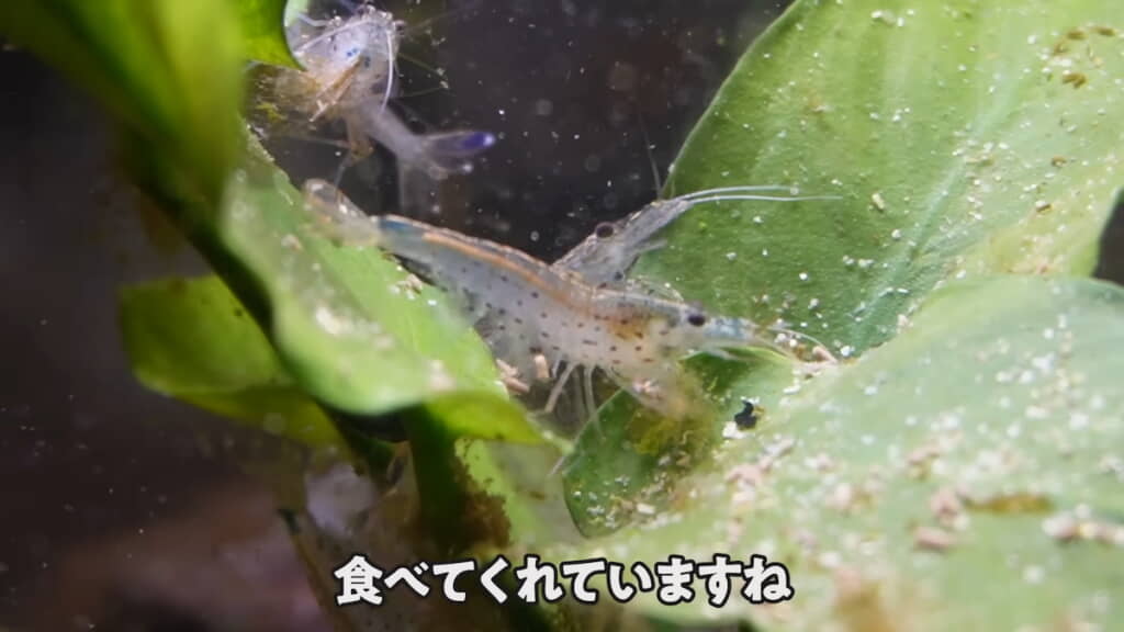 足を使ってコケを持ち上げて食べている