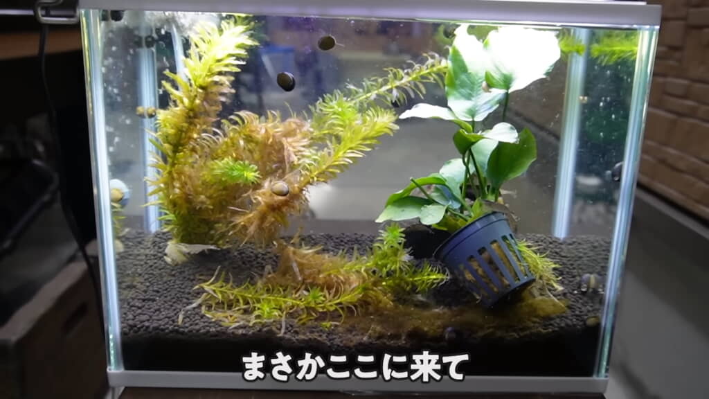 かなりキレイになった水槽ですが……