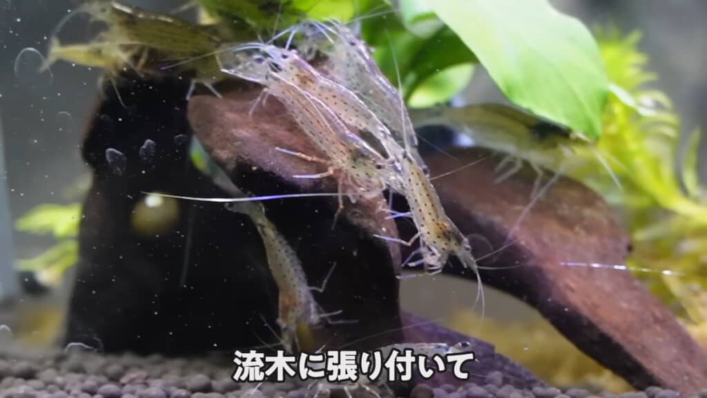 流木に張り付くヤマトヌマエビたち