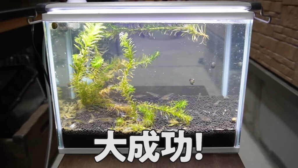 ついにコケがなくなった……！