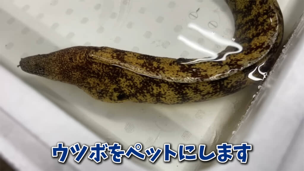 ウツボをペットにするとのことですが……？