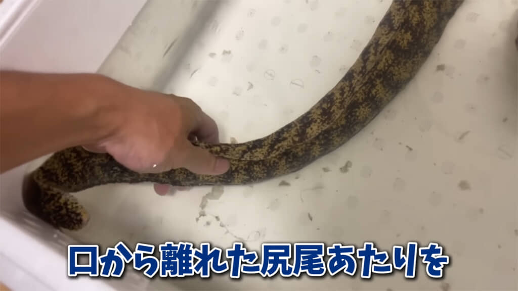 ウツボと触れ合う際は、口から離れたところを触りましょう