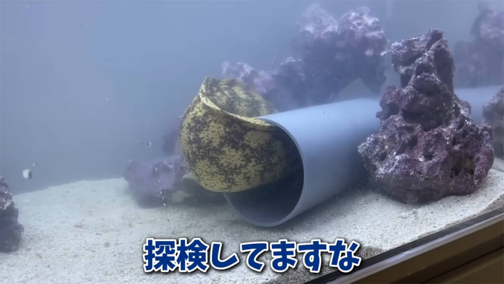 あちこち探索する姿を見せてくれました