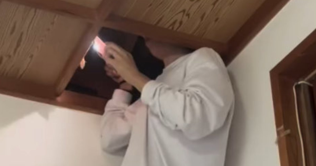 屋根裏から子猫の鳴き声→のぞいてみたら……　まさかの姿に「助かって良かった」「なんて幸せな子」（1/2） | 猫 ねとらぼ