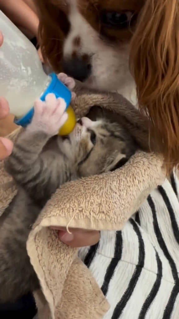 家族みんなに見守られながらミルクを飲むにゃーにゃーちゃん