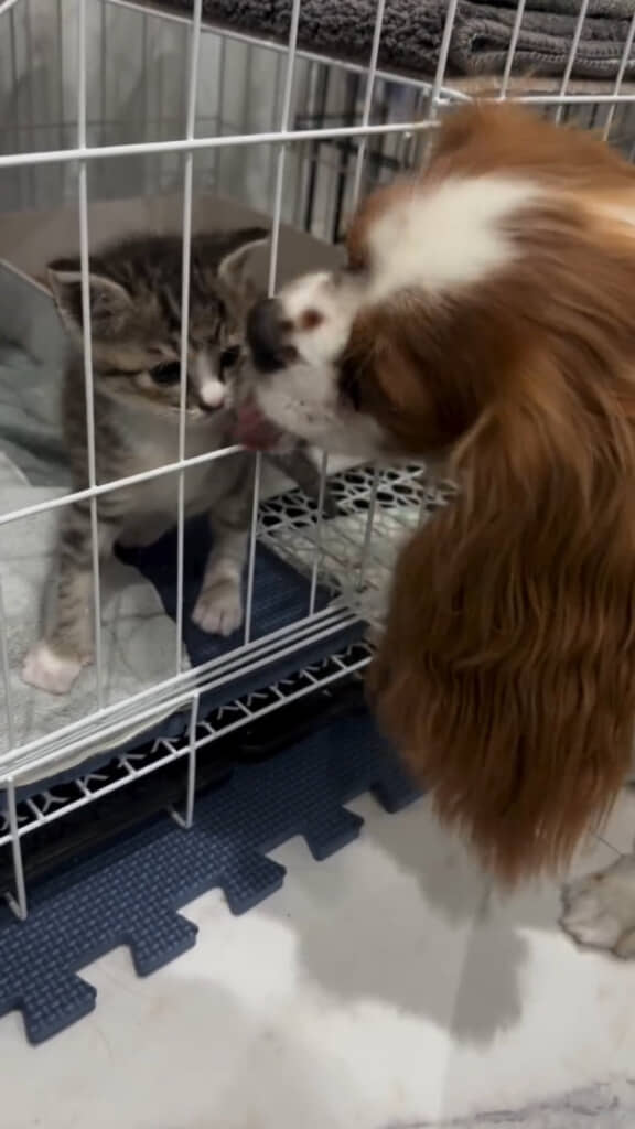 愛犬の虹丸くんもにゃーにゃーちゃんに興味津々な様子