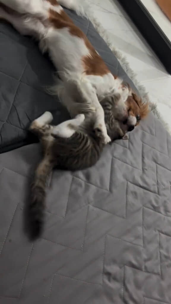 虹丸くんとじゃれ合って遊ぶ楽しそうな姿が