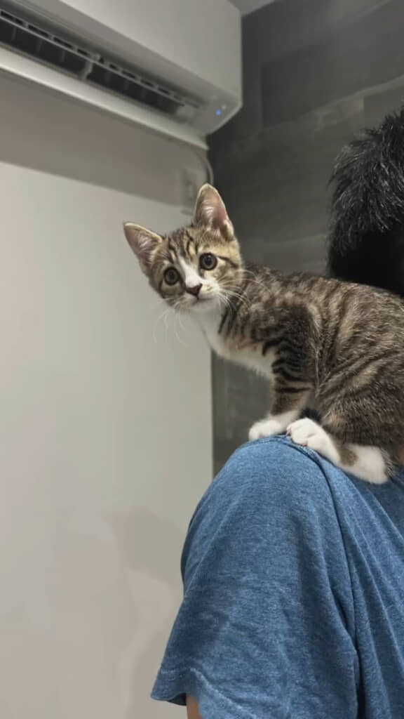 現在は「モナちゃん」と名付けられ、里親さんのおうちで元気に暮らしています