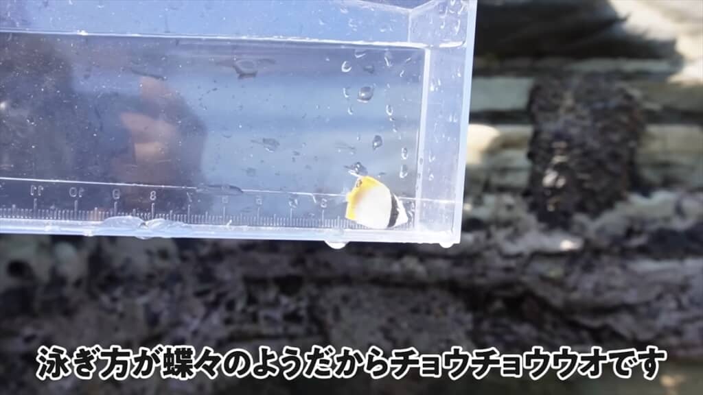 海のプールで巨大モンスター捕獲＆喰らい尽くす