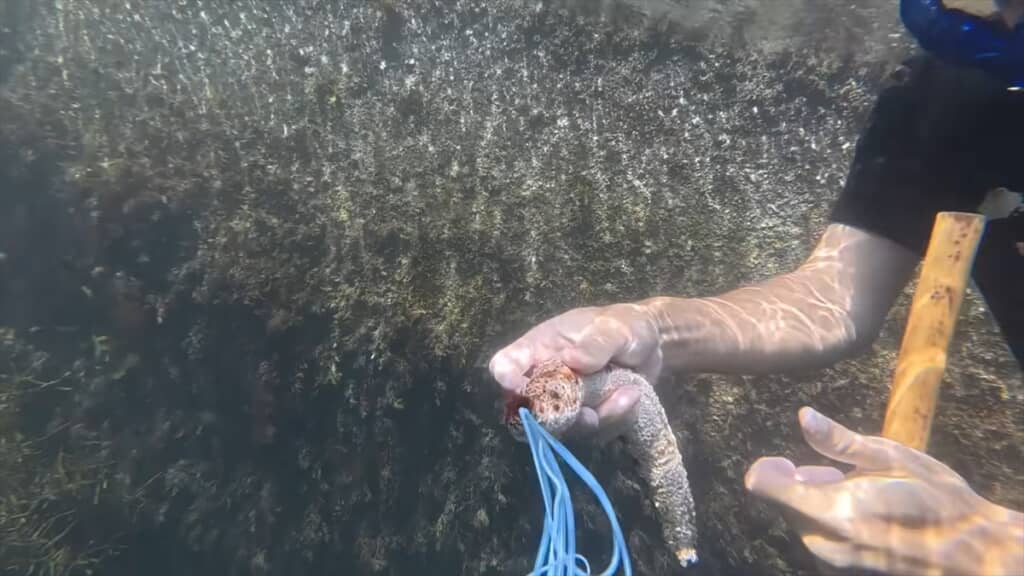 海のプールで巨大モンスター捕獲＆喰らい尽くす