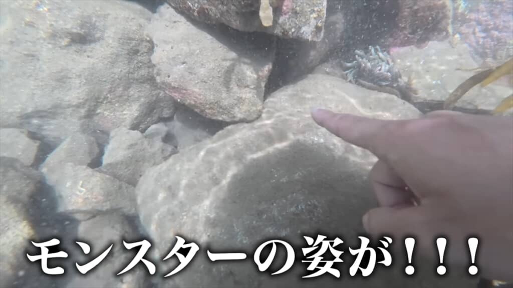 海のプールで巨大モンスター捕獲＆喰らい尽くす