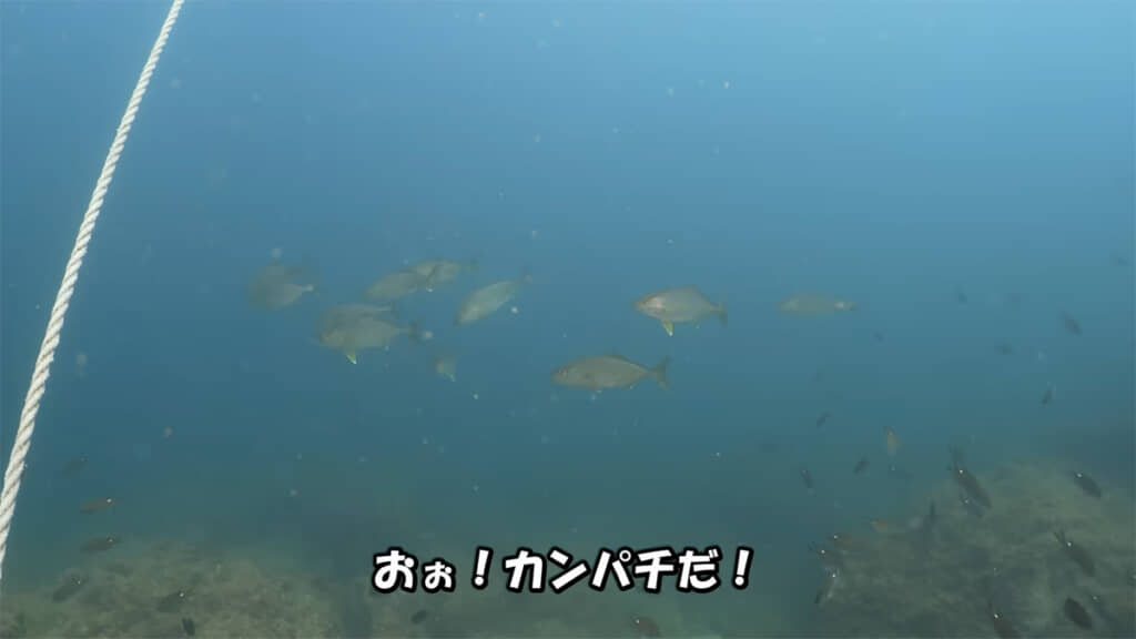 カンパチの群れに遭遇しました