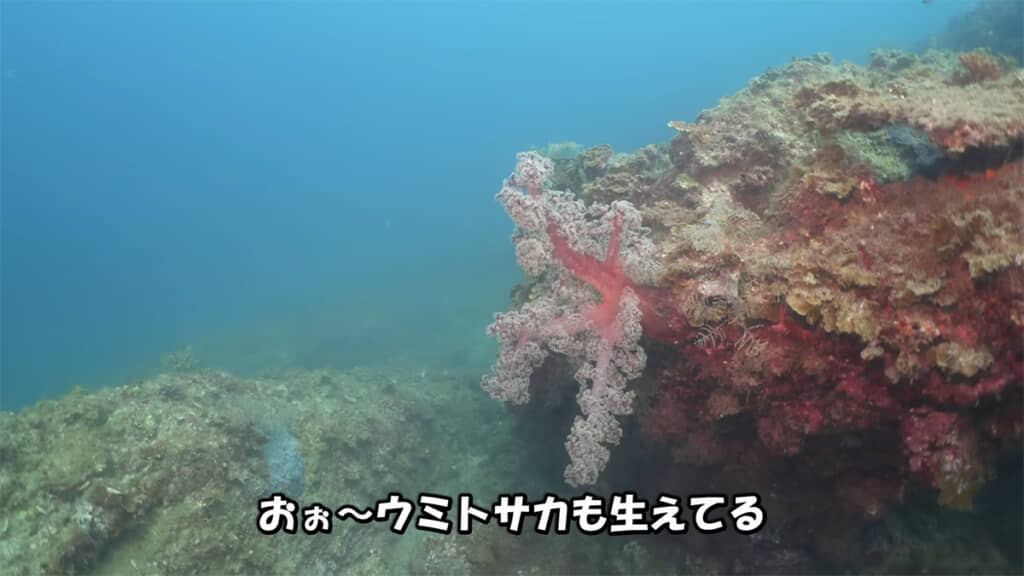 サンゴやウミトサカが生えています