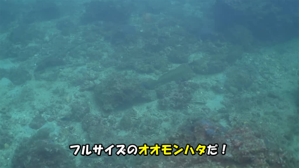 クエと同じハタ科の魚・オオモンハタと遭遇