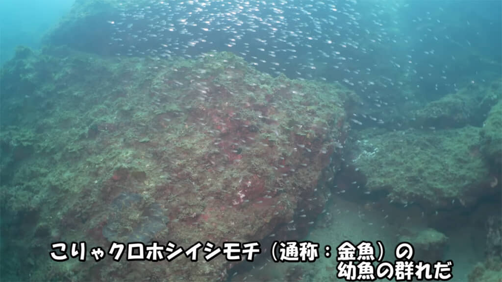 クロホシイシモチの幼魚の群れがいました、すごい数です