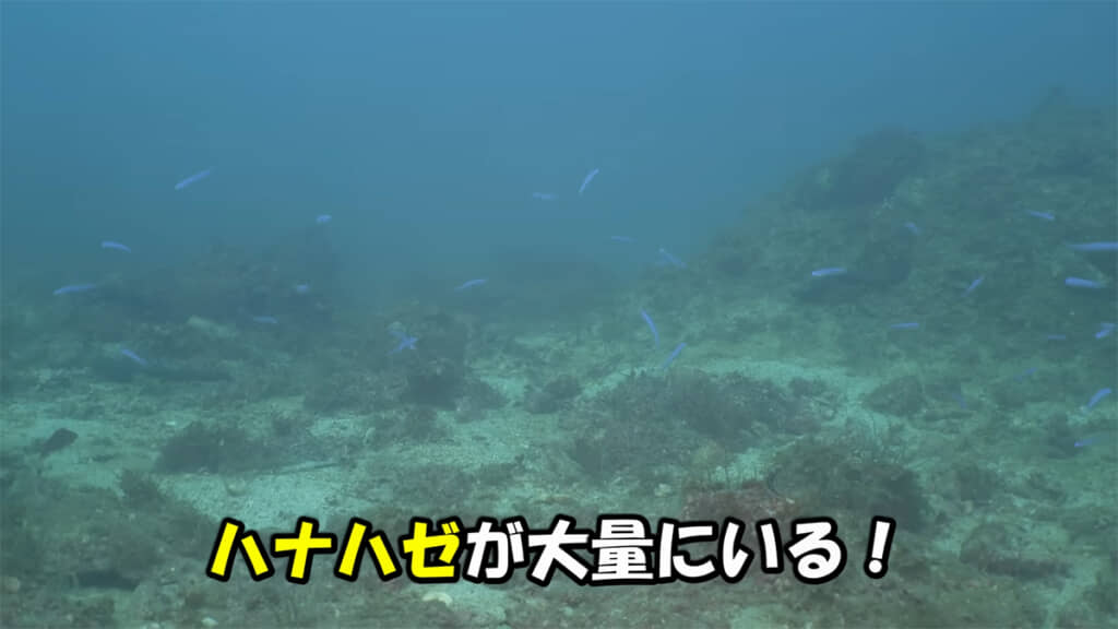 クエ科の好物・ハナハゼの姿が