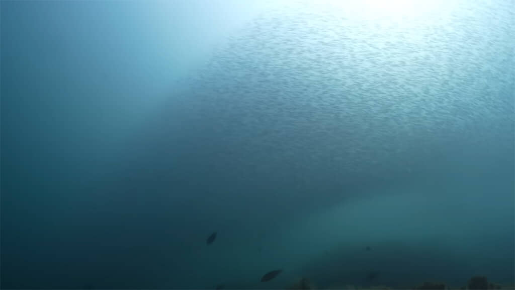 帯状に見える魚影は全てキビナゴの群れです、すさまじい数だ……！