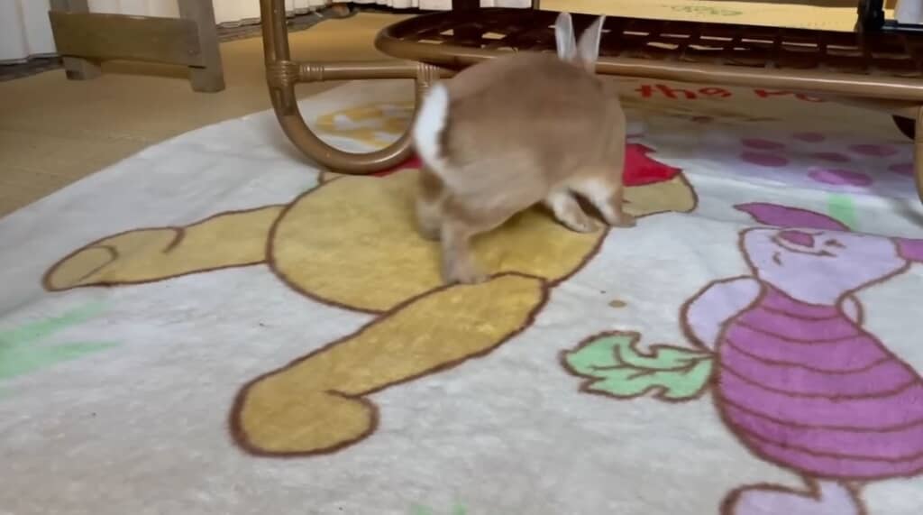 走り回るふくくん