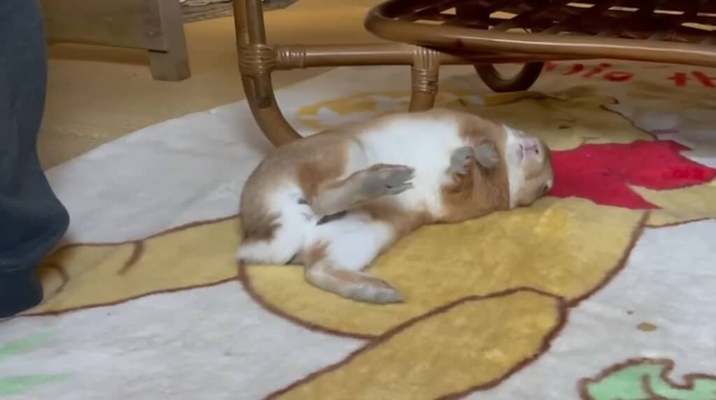 突然のゴロンッ！